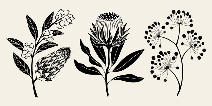 Elegant botanical illustration featuring various australian native wildflowers