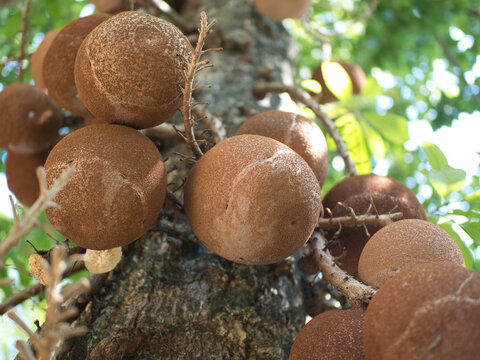 Sal tree flowers and fruits are revered according to Buddhist beliefs.