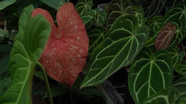 red caladium leaves showing off its vibrance leave color, constrasting with other dark green velvet Anthurium leaves, indoor plants, tropical garden