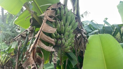Unripe green bananas hang in a large bunch from a robust banana plant, surrounded by lush green and dried brown leaves in a tropical outdoor setting. © Nabil