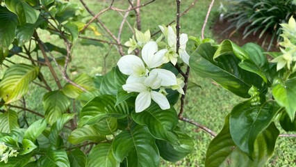White Mussaenda flowers with their distinctive star-shaped bracts bloom brightly, surrounded by lush green leaves in a beautiful tropical garden.
