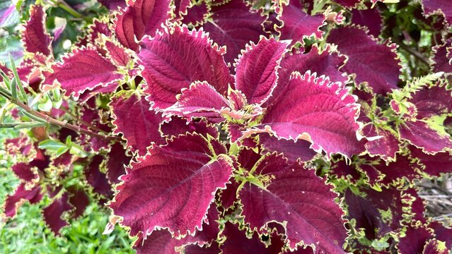 Ornamental Coleus plant displaying stunning variegated leaves with rich maroon centers and vibrant lime green, ruffled, serrated edges, thriving beautifully in natural light.