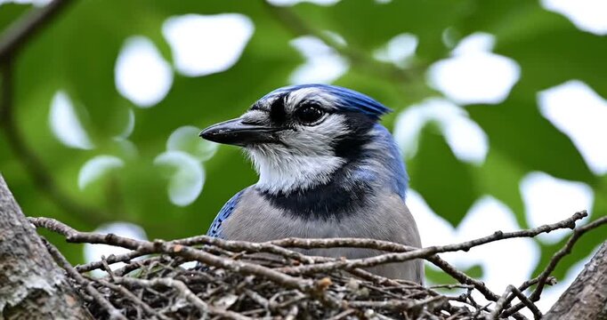 A blue jay perched in its nest surrounded by lush green leaves in a serene forest setting