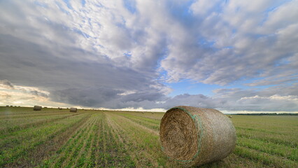 A Vast and Serene Cotton Field Spreading Out Underneath a Dramatic and Beautiful Sky Above
