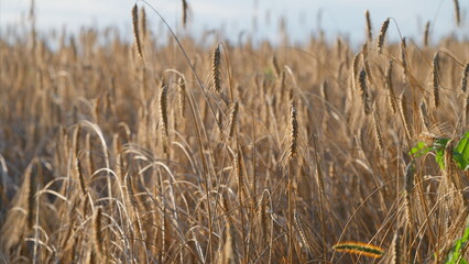 Golden Grains in a Beautiful Field at Dusk, Embraced by the Soft Evening Light and Breeze