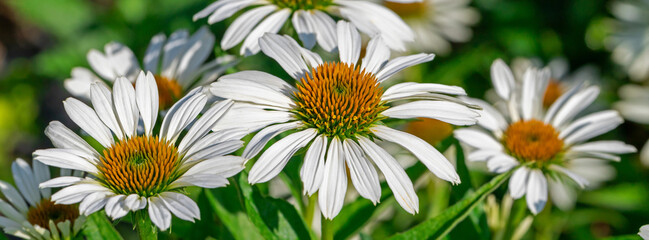 White coneflower on a background of green leaves. Echinacea medicinal plant. Shallow depth of field.