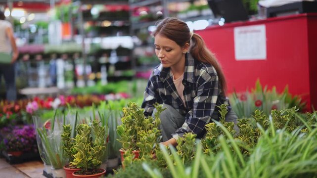 Female landscape designer gets acquainted with assortment of flower shop warehouse, choose plants to create landscaping project, select and buy Euonymus shrub potted flower.