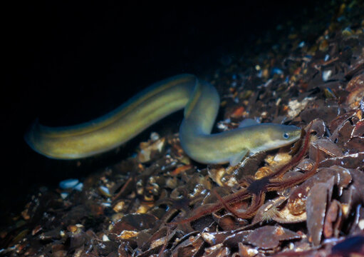 European eel - Anguilla anguilla