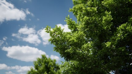 Fototapeta premium Vibrant green tree foliage against a bright blue sky with soft white clouds offering a serene natural view