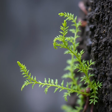 Asplenium trichomanes - Maidenhair spleenwort - Capillaire des murailles