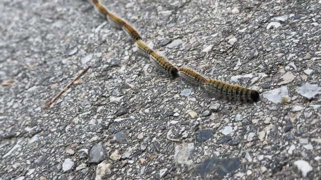 The pine processionary moth (Thaumetopoea pityocampa)