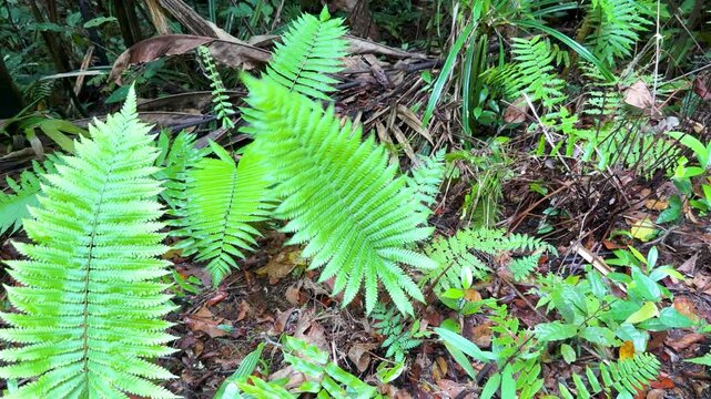Vibrant Green Fern Fronds in a Tropical Palau Rainforest Jungle