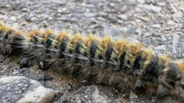 A line of caterpillars of the pine processionary moth