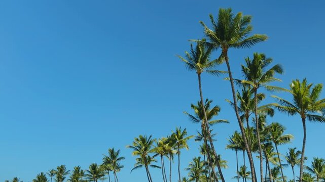 The coconut (Cocos nucifera) is a member of the palm family (Arecaceae) and the only living species of the genus Cocos. Mōkapu Beach. Wailea Beach Paths, South Maui, Hawaii.
