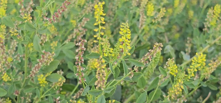 melilotus sweet summer plant seed  yellow and green clover green wheat field.