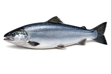 Obraz premium Ultra Detailed Fresh Salmon Fish Whole Body Side View Isolated on White Seamless Background