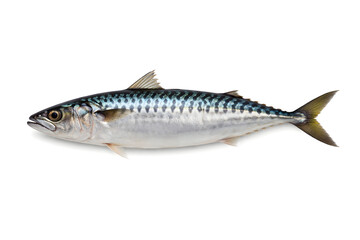 Photorealistic Whole Fresh Mackerel Fish Side View Isolated on White Background, High Detail Studio Shot