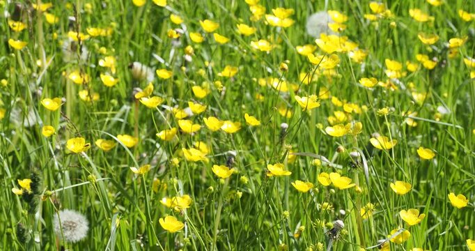 Clumps of meadow buttercup flowers (Ranunculus acris) with glossy yellow petals atop tall, supple stems swaying gracefully in the wind
