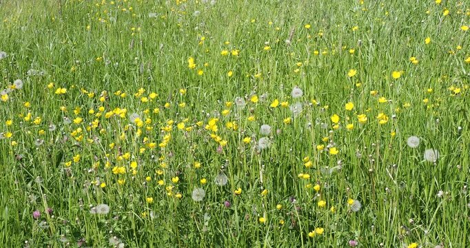 Ranunculus acris | Meadow buttercup, wildflowers with glossy yellow petals atop flowing stems between 'clock' seedhead of dandelion flower (Taraxacum officinale)
