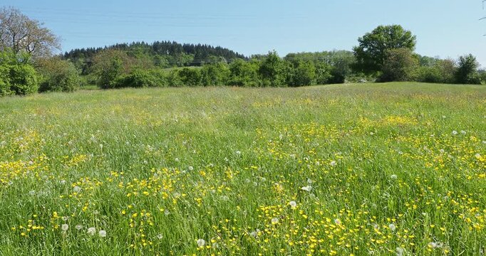 Magnificent verdant countryside landscape with fields of yellow meadow buttercups (Ranunculus acris) and dandelion seed heads swaying gracefully in the wind
