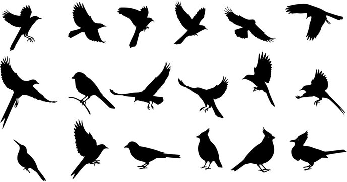 Black bird silhouettes vector collection. Set of various birds in flight and perching. Animal wildlife icons isolated on white background.
