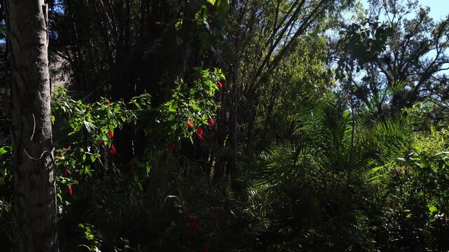 A scene of greenery and foliage with different species well blended together. What is striking is the plant with the red flowers on the left side.