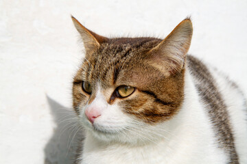 Cat's head on a light background close-up. Portrait of a domestic cat