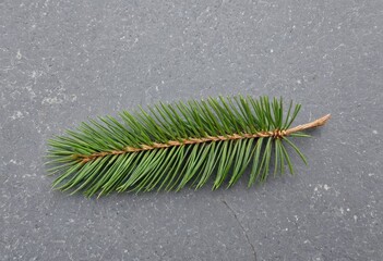 Close-up of a fir branch on a stone surface