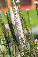 Close-up of delicate pink flower spikes blooming vibrantly in a summer garden. Natural beauty and serene growth perfect for botanical themes