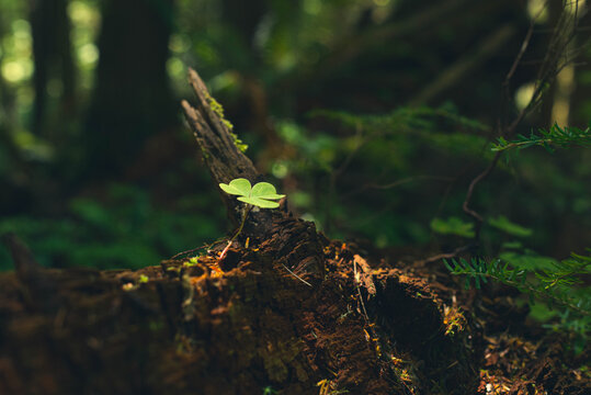 Side view of a single small clover leaf illuminated by dappled light, most likely the native  Oregon Woodsorrel (Oxalis oregana), growing out of the dark and mysterious forest floor.