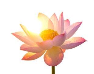 A pink lotus flower with yellow center, its petals softly lit by sunlight, isolated on a white background