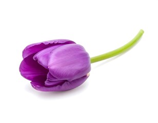 A single purple tulip blossom with a curved green stem lies isolated on a clean white background