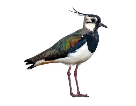 Bird with striking black, white, & iridescent plumage stands against stark white backdrop, showing long legs & crest