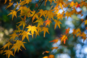 陽光に透ける黄金色の紅葉：秋の彩りと美しい木漏れ日の背景
