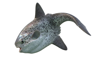 Fototapeta premium Realistic ocean sunfish swimming in the depths of the water with distinctive body shape and spotted pattern visible.