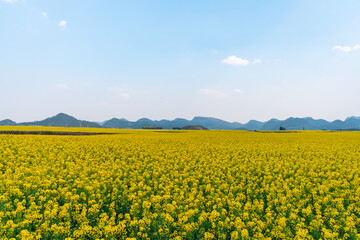 Beautiful scenic landscape of canola field in spring with mountains at Luoping, China