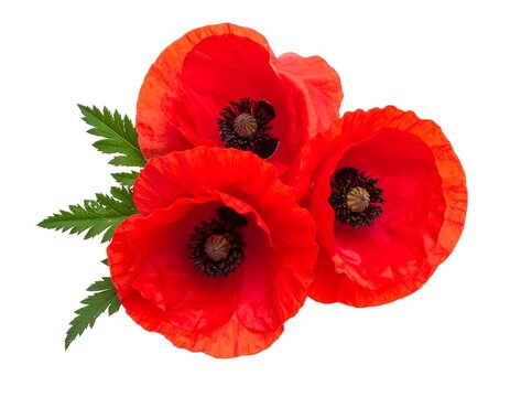 A cluster of three vibrant red poppy flowers with dark centers and bright green leaves, set against a white background