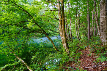 Obraz premium 250716津南町龍ヶ窪