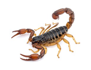 An isolated scorpion on a white background, poised with claws and tail raised