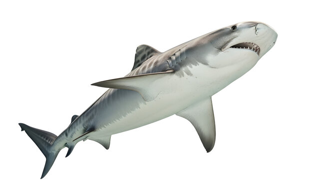 Great white shark swimming in the ocean with sharp teeth visible and a powerful tail