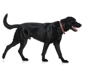 Black labrador dog walks, facing right, with tongue out on a seamless white background