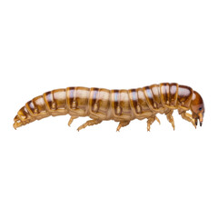 Fototapeta premium Insect Larva Isolated Black Background