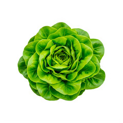 Fototapeta premium Fresh green lettuce leaf vegetable healthy food transparent background