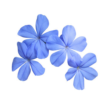 White plumbago or Cape leadwort flower. Close up small blue flower bouquet isolated on transparent background.	

