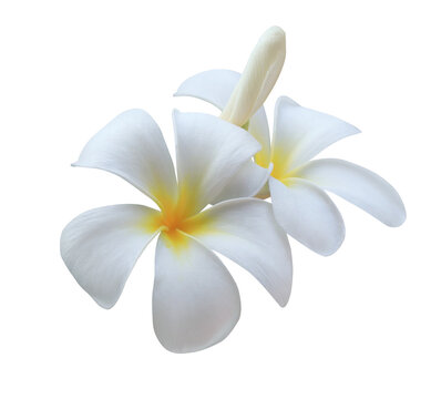Plumeria or Frangipani or Temple tree flower. Close up white-yellow plumeria flowers bouquet isolated on transparent background.
