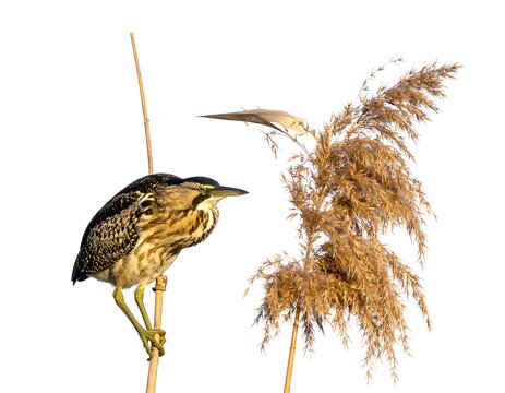 A bittern perched near reeds against a stark white backdrop in natural lighting