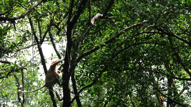 proboscis monkey moving on the tree. selective focus