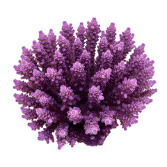 Obraz premium Purple staghorn coral, vibrant tropical reef invertebrate with branching structure, detailed marine organism for design and conservation themes, isolated on white or transparent background. PNG format