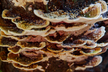 Close-up of Layered Bracket Fungi on a Tree Trunk