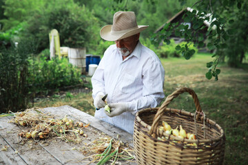 Harvest of onions. An elderly man farmer prepares vegetables for storage.